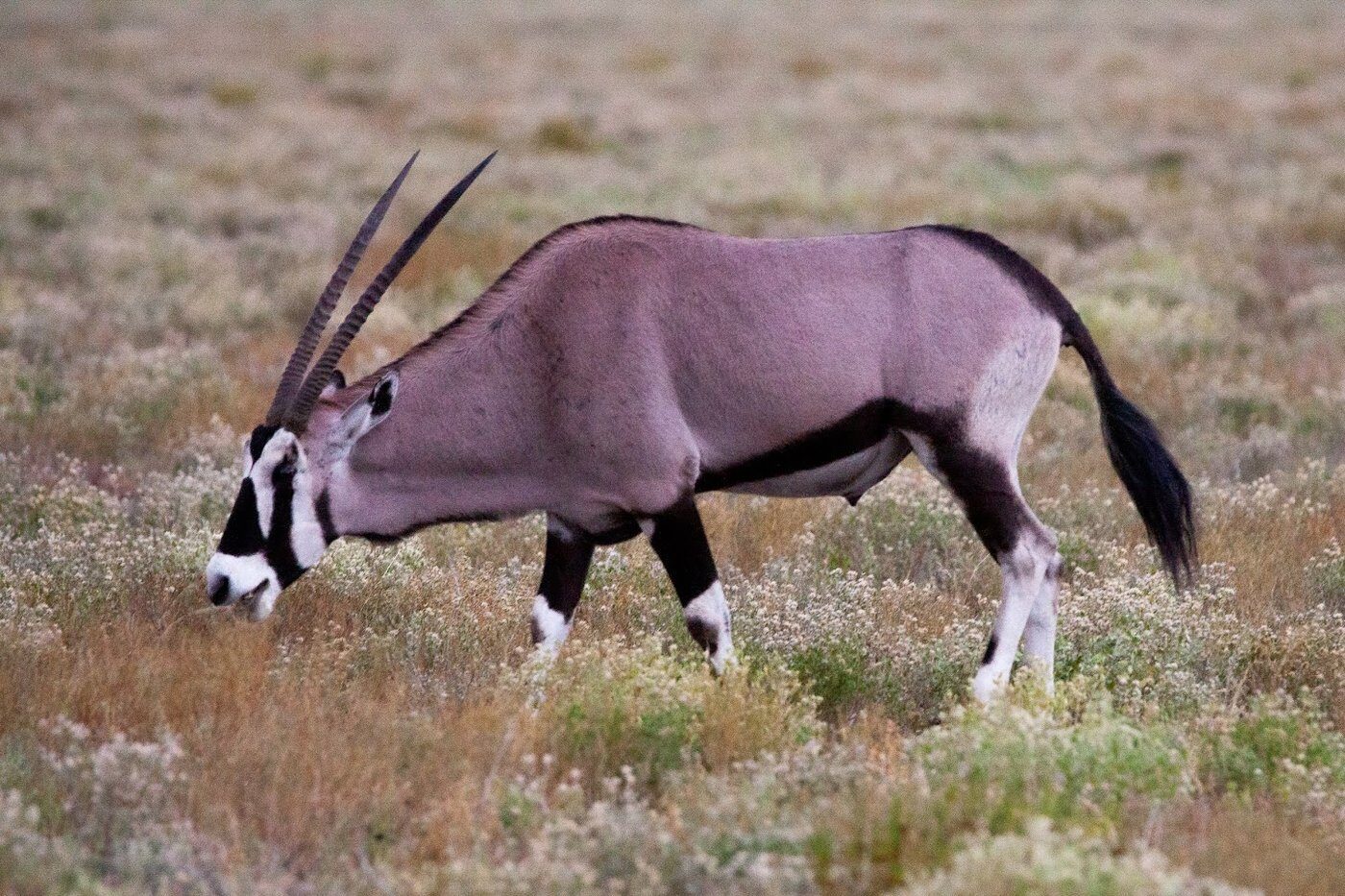 Oryx antelopes in the Namibian savanna